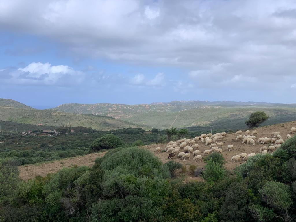 Isola Rossa Appartamenti Paduledda Buitenkant foto