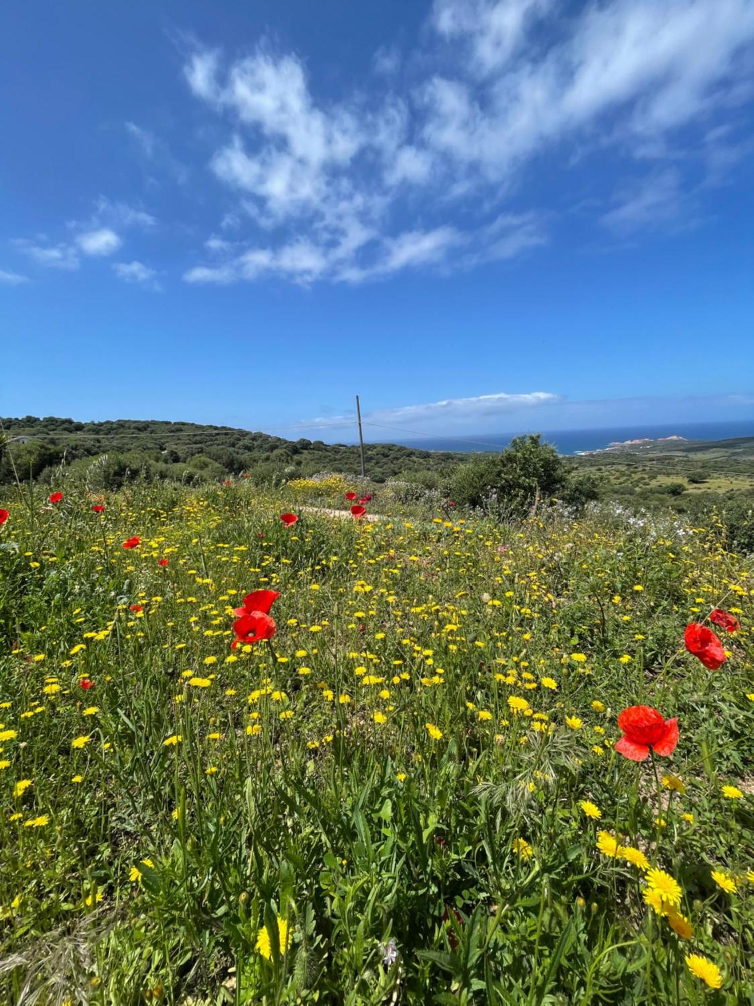 Isola Rossa Appartamenti Paduledda Buitenkant foto